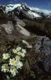 WT 041-12 New Zealand Arthurs Pass Hike.jpg (167348 bytes)