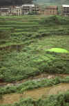WT 141-24 Nepal.jpg (205760 bytes)