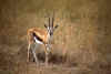 WT 194-08 Kenya Masai Mara Tommie.jpg (129552 bytes)