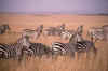 WT 199-22 Kenya Masai Mara.jpg (140595 bytes)