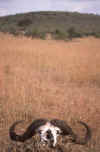 WT 203-03 Kenya Buff Skull.jpg (103881 bytes)