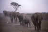 WT 210-11 Kenya Amboseli Elephants.jpg (73700 bytes)