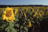 WT 392-12 Germany Sunflowers.jpg (168837 bytes)