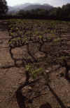 France 99 Gig Vines.jpg (205590 bytes)