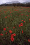 France 99 Poppies and Hills.jpg (137210 bytes)