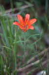 Black HIlls 1983 Forest Lily.jpg (82124 bytes)