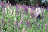 Phyllis and Lupine N Shore Jul-1983 crop.jpg (143311 bytes)