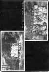1922_circa_Mary_Cleves_Norwood_Album_010.jpg (1244978 bytes)