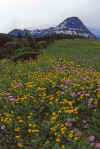Glacier NP Aug-1990 Flowers Bearhat Mtn.jpg (328392 bytes)