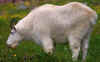 Glacier NP Aug-1990 Goat 1.jpg (228288 bytes)