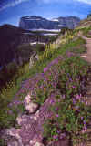 Glacier NP Aug-1990 Iceberg Lake 2.jpg (385889 bytes)