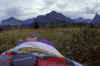 Glacier NP Aug-1990 Mtn Meadow.jpg (208812 bytes)