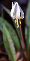 Cantremember Lily 1.jpg (80751 bytes)