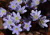 Cantremember Purple 2.jpg (141935 bytes)