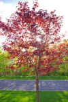 red tree 1.jpg (413133 bytes)