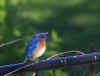 Bluebird_100.jpg (38830 bytes)