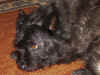 IMG_5319_resize50.jpg (381739 bytes)