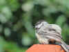 Chickadee_2.jpg (355207 bytes)