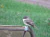 Eastern_Phoebe.JPG (388716 bytes)