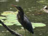 GreeNHeron.JPG (572397 bytes)
