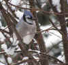 IMG_4628.jpg (471292 bytes)