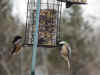 IMG_4732.jpg (365277 bytes)