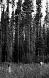 1981-09 Canadian Rockies 104.jpg (796594 bytes)