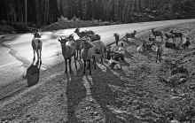 1981-09 Canadian Rockies 110.jpg (902018 bytes)