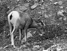 1981-09 Canadian Rockies 111.jpg (605276 bytes)