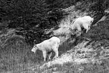1981-09 Canadian Rockies 116.jpg (913766 bytes)