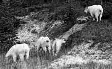1981-09 Canadian Rockies 117.jpg (900423 bytes)