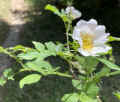 IMG_6412.JPG (310191 bytes)