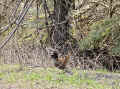 IMG_8409_60.jpg (625557 bytes)