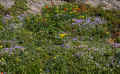 P6240412_60.jpg (1456068 bytes)
