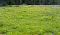 P6240906_60.jpg (1096602 bytes)