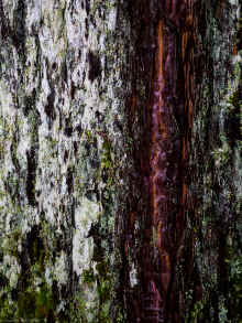 P1040775_95.jpg (2711828 bytes)