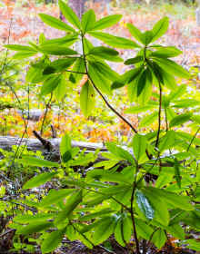 P1040778_95.jpg (595233 bytes)