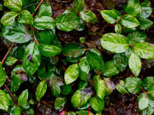 P1040779_95.jpg (1677038 bytes)