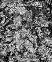 P1040784_95.jpg (2531524 bytes)