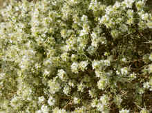 P1190382_80.jpg (1092420 bytes)