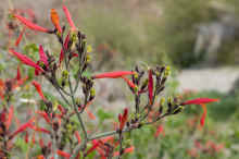 P1210393_80.jpg (565741 bytes)