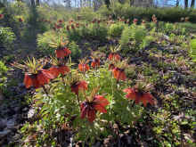 IMG_2287_90.jpg (1764803 bytes)