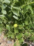 IMG_0701.JPEG_80.jpg (845504 bytes)