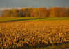 autumn skies 2.jpg (198884 bytes)
