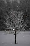 snow tree flash.jpg (276038 bytes)