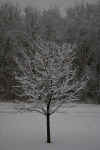 snow tree no flash.jpg (272354 bytes)