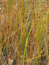 grass 1.jpg (132167 bytes)