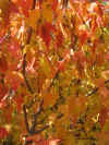 red leaves 1.jpg (139249 bytes)