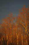 sunset light 2.jpg (174442 bytes)
