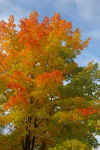 tamarack colors 2.jpg (230729 bytes)